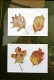 18 - June Cutler - Autumn Leaves - Watercolour.JPG